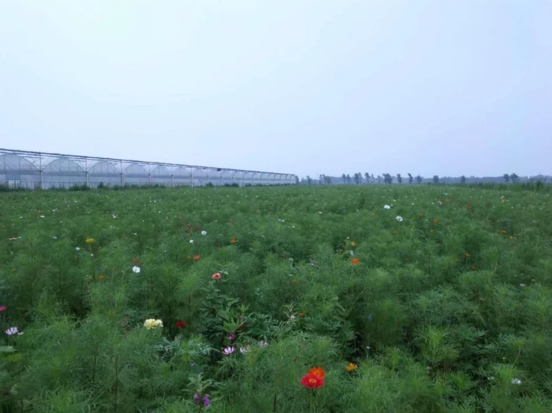 这个因“花博会”而即将腾飞的小镇，你了解吗？