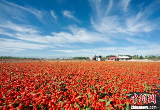 甘肃嘉峪关枸杞成熟,酒泉嘉峪关戈壁滩野生黑枸杞