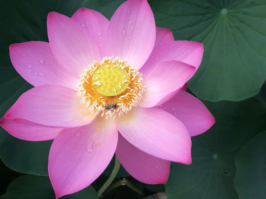 荷花和莲花是一回事吗,莲花荷花是同一种花吗