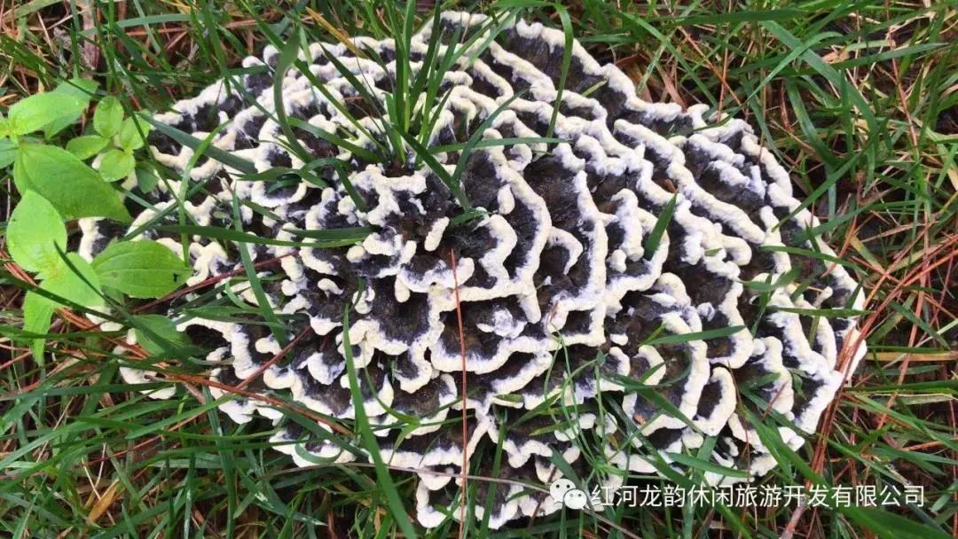 石屏龙韵养生谷干巴菌,云南石屏龙朋干巴菌节