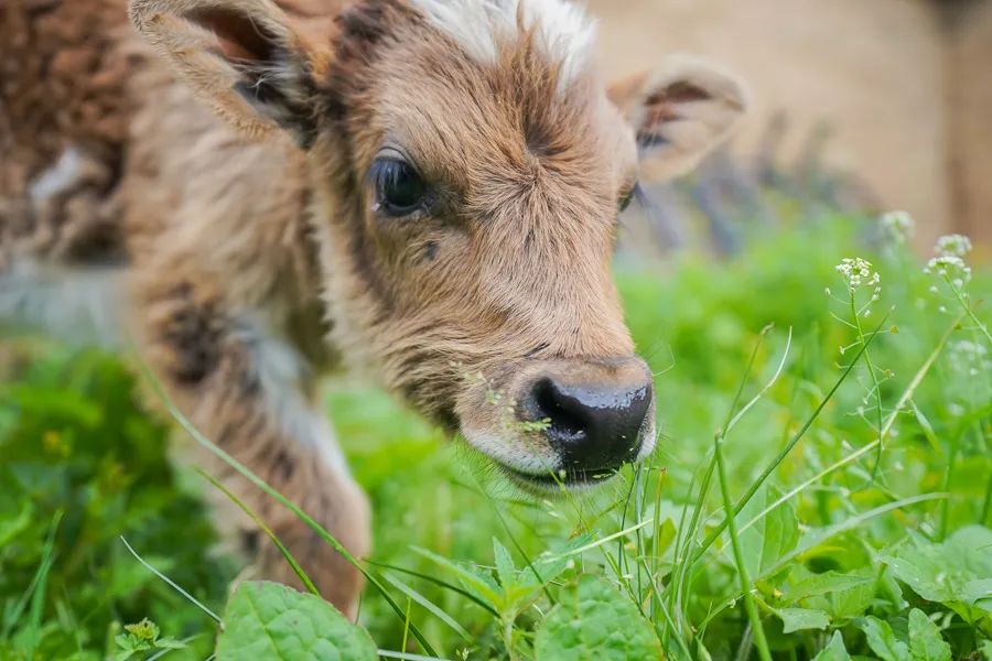 松茸比普通菌类贵多少,最好的松茸是哪里的