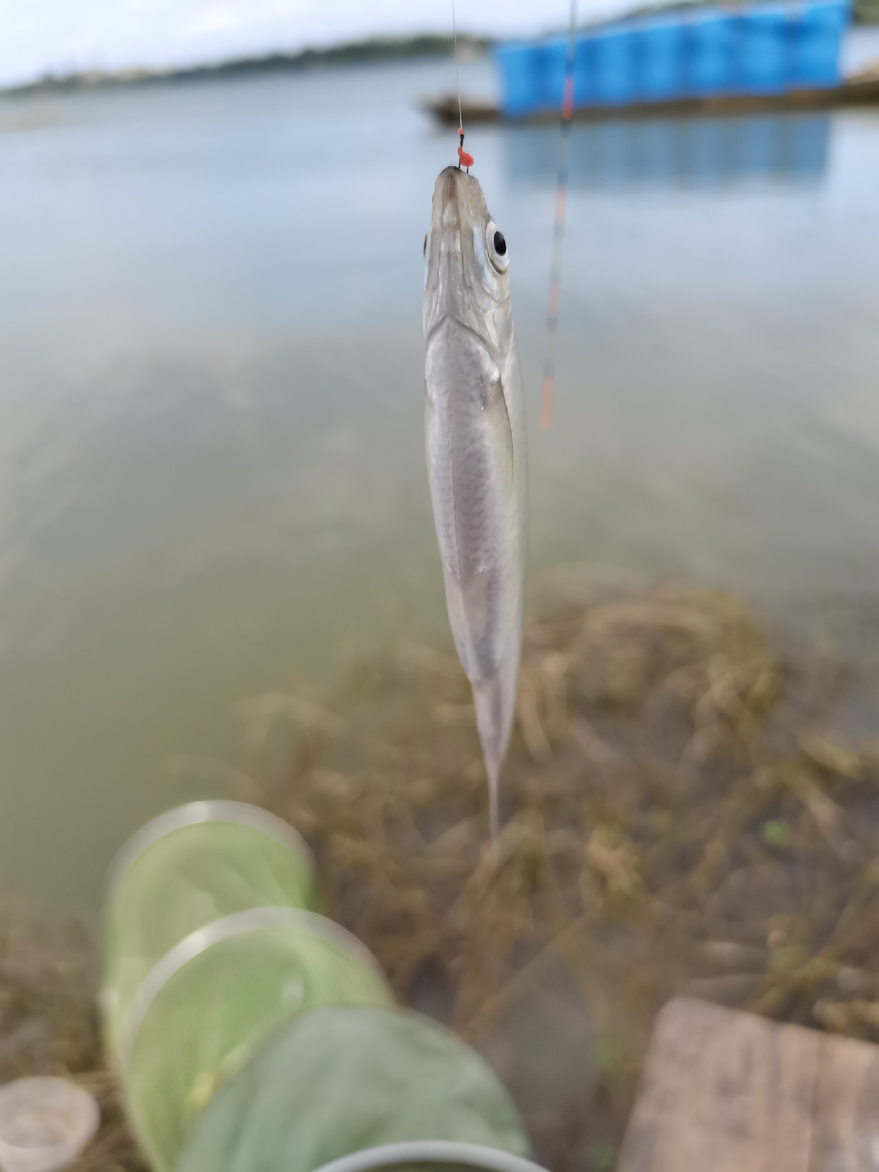 野钓白条全过程,拉白条用什么钓鱼