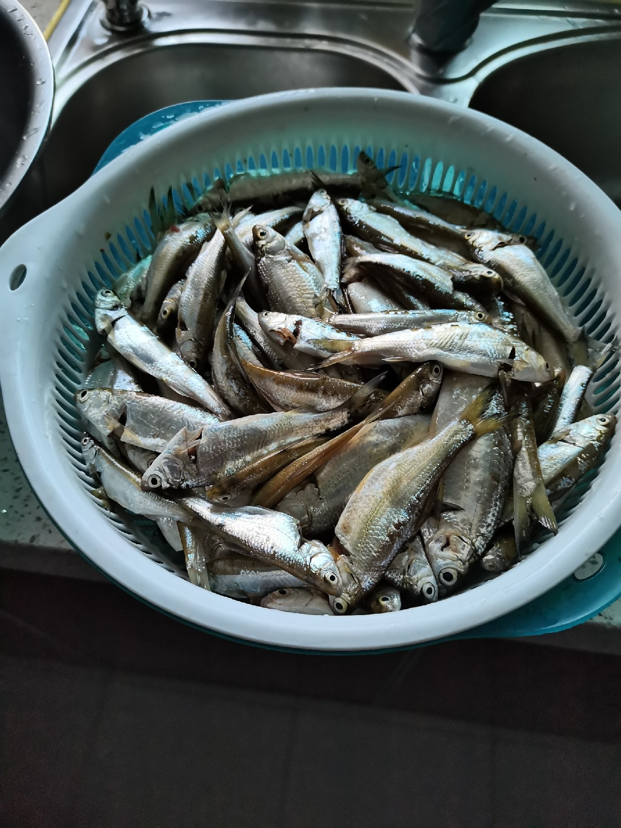 野钓白条全过程,拉白条用什么钓鱼