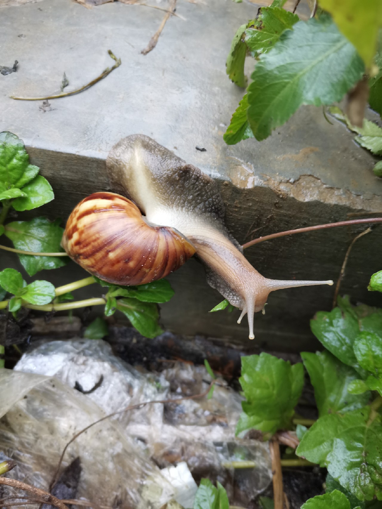 桂江野钓土鲮,广西桂江土鲮