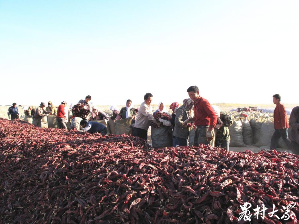 今日报纸头条｜青岛柏兰：始于芝麻成于辣椒，小油坊做成国际“舌尖”大生意