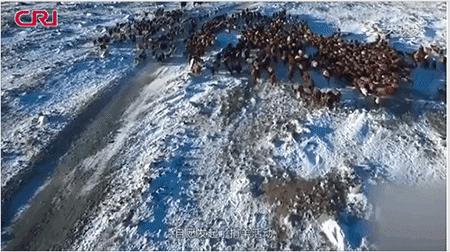 蒙古国的3万只羊够吃多久,蒙古国3万只羊够吃吗