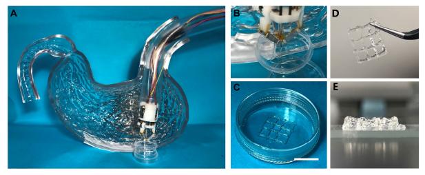 「突破」清华大学徐弢团队首次利用微型机器人+体内生物打印治疗胃创伤
