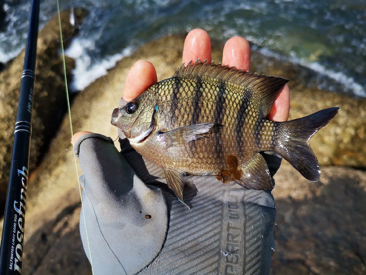 去小河边野采非常好看的观赏鱼,漂亮的观赏鱼美景