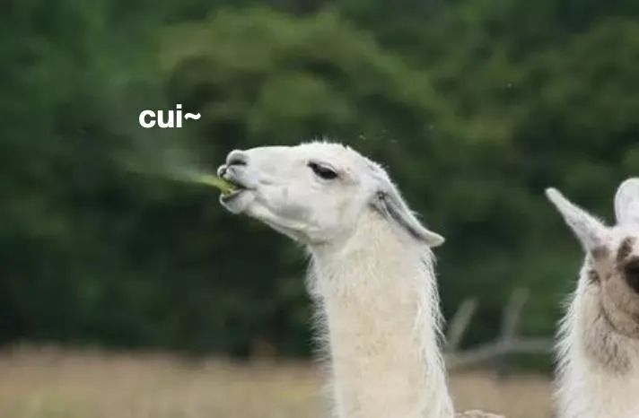 神兽是羊驼吗,羊驼神兽的来历