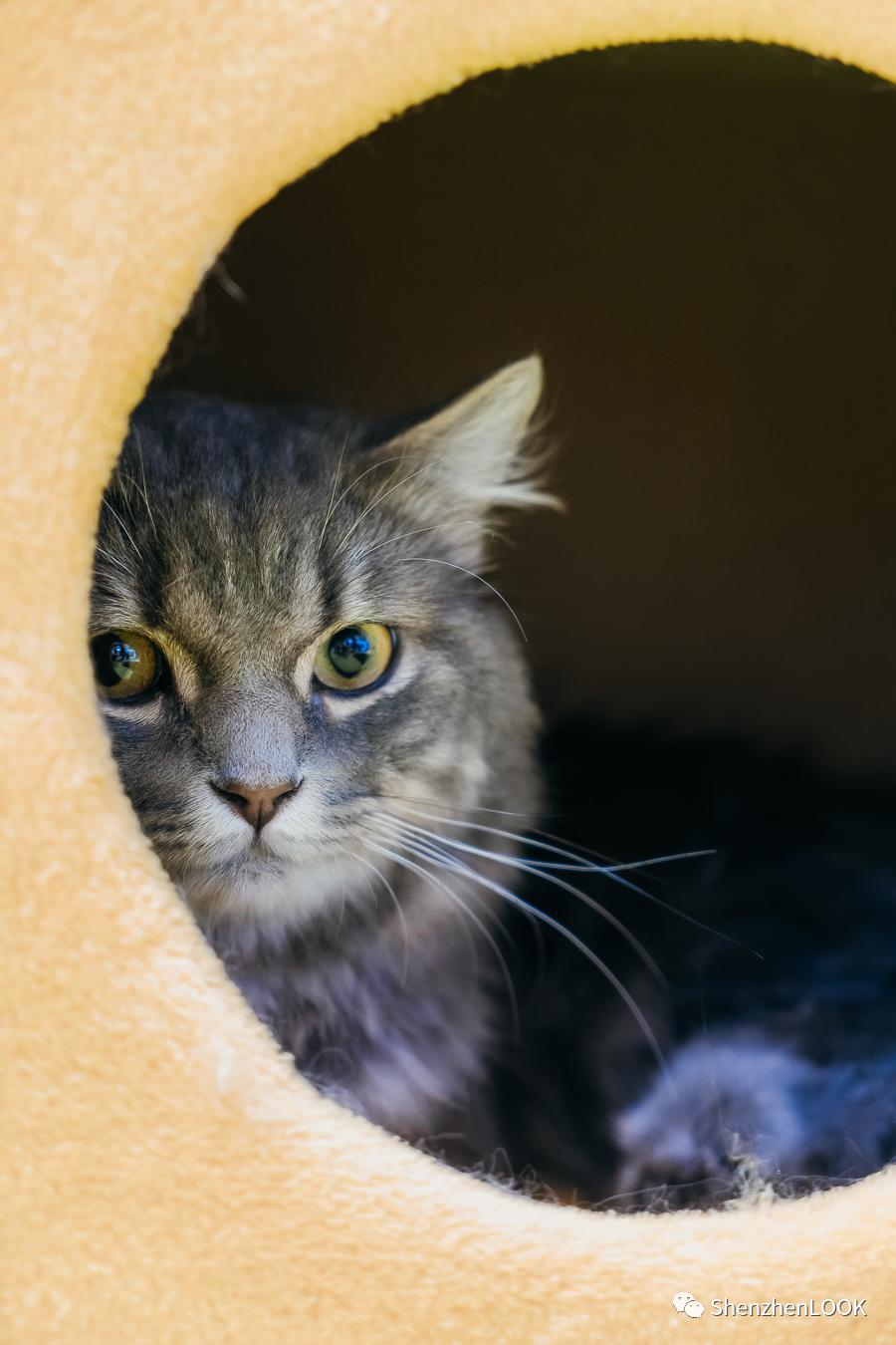 LOOK|海岸城更新·「宠物Mall」限时开放