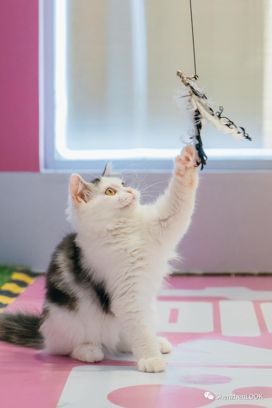 LOOK|海岸城更新·「宠物Mall」限时开放