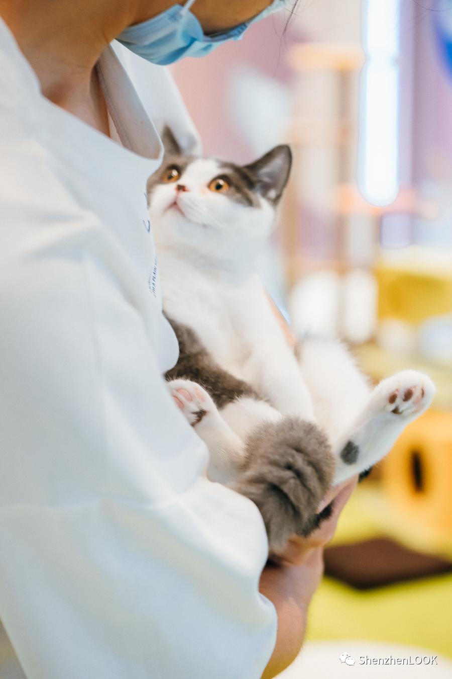 LOOK|海岸城更新·「宠物Mall」限时开放