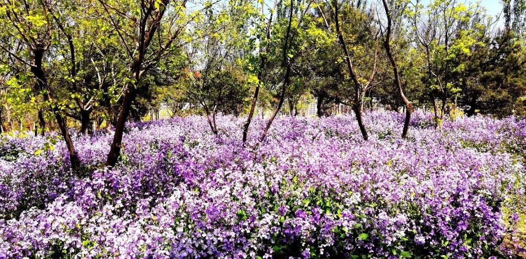 漫游新城|文化荟萃,景色怡人,在这里尽享公园慢时光