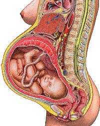 宝宝在子宫会无聊吗？看看胎儿在子宫内都干些什么