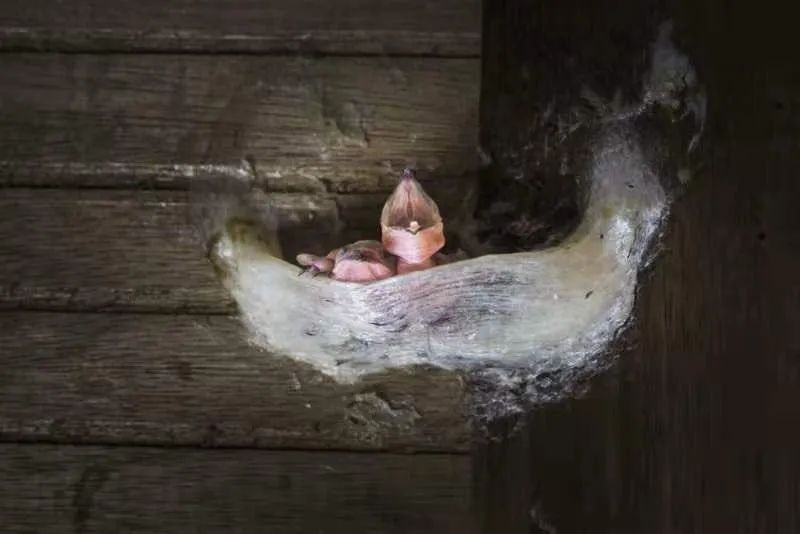 印尼进口燕窝,进口燕窝原料需缴什么税