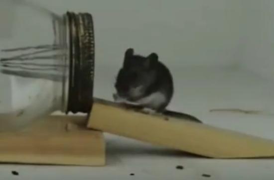 家里出现老鼠怎么消除,在家里怎样解决老鼠