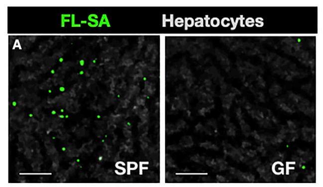 《细胞》子刊：肝脏给血液杀菌竟然靠肠菌帮忙！科学家发现肠菌释放的D-乳酸，可以帮助肝脏细胞清除血液中病原体丨科学大发现