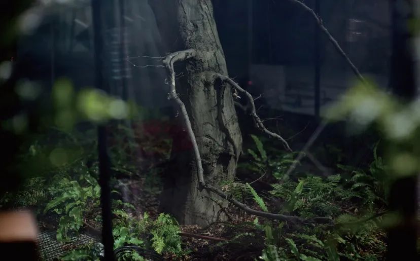 开云蔡金青最新消息,开云集团大中华区总裁蔡金青