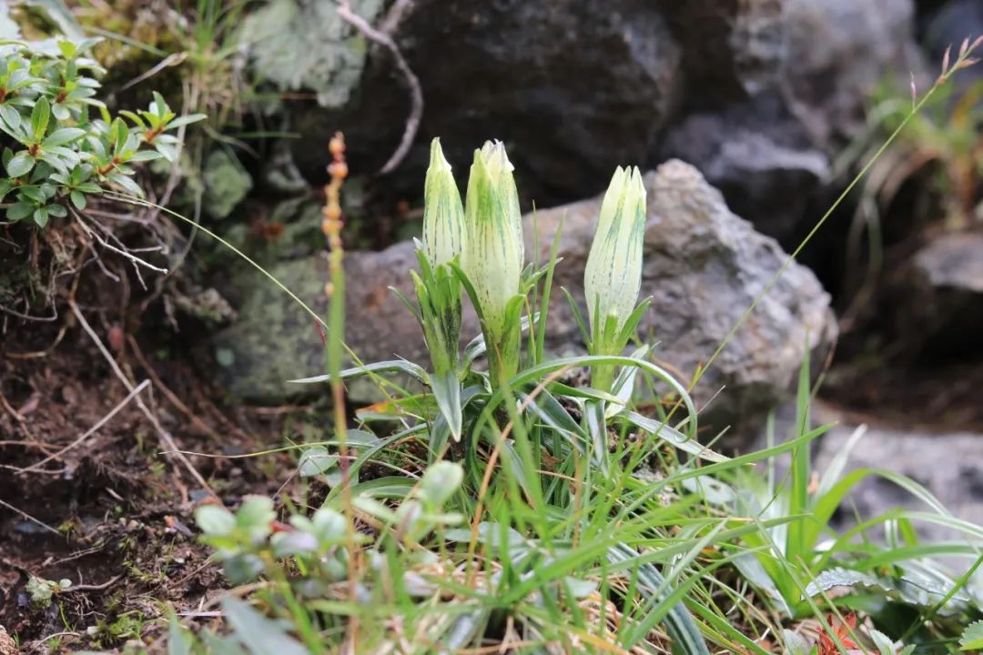 去长白山哪家酒店度假最好,长白山最佳观景酒店