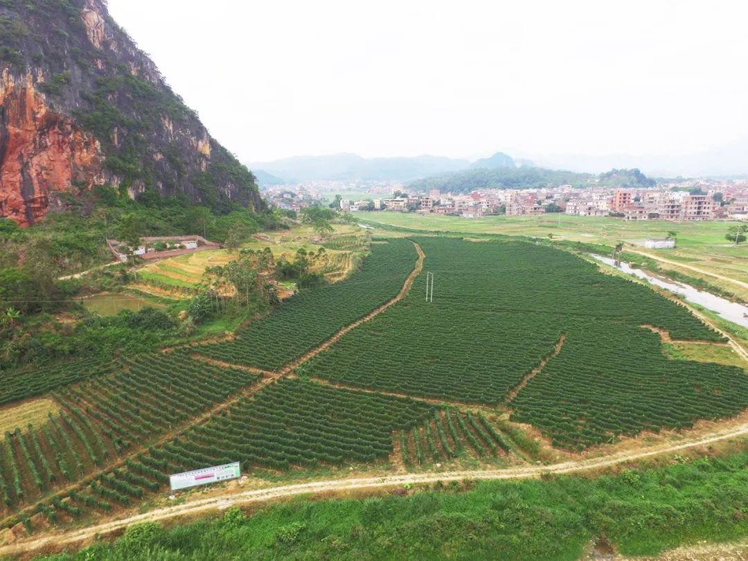 硬核带货主播,硬核带货第一人