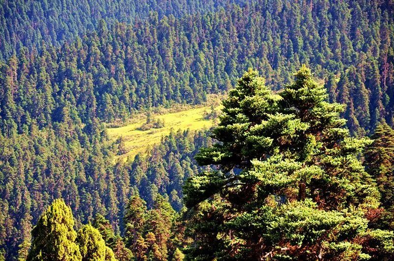 *藏西**那曲|苍翠成“云杉”一样的尖刀