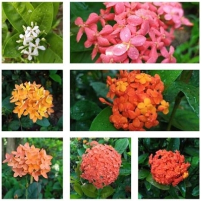 清晨花弄影夏日赏百花