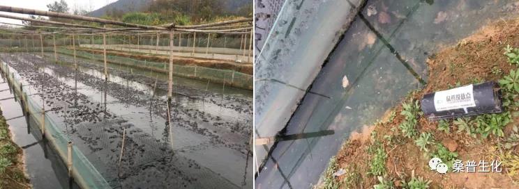 规模化养殖牛蛙技术方案,水泥池养殖牛蛙技术视频