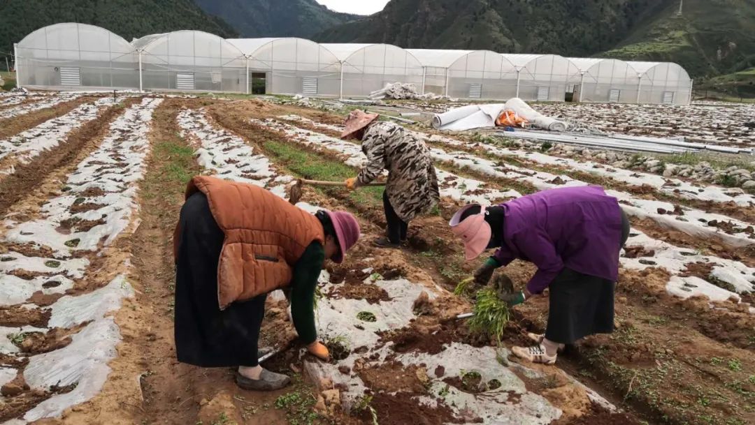 织密民生大网共享幸福提速|甘孜州建州70周年成就新闻发布会之社会事业篇