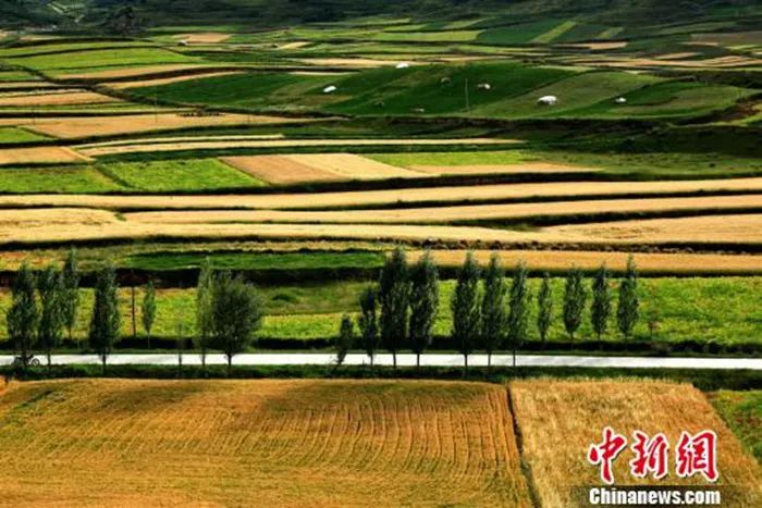 今日白露美句美文,今日白露完整版歌