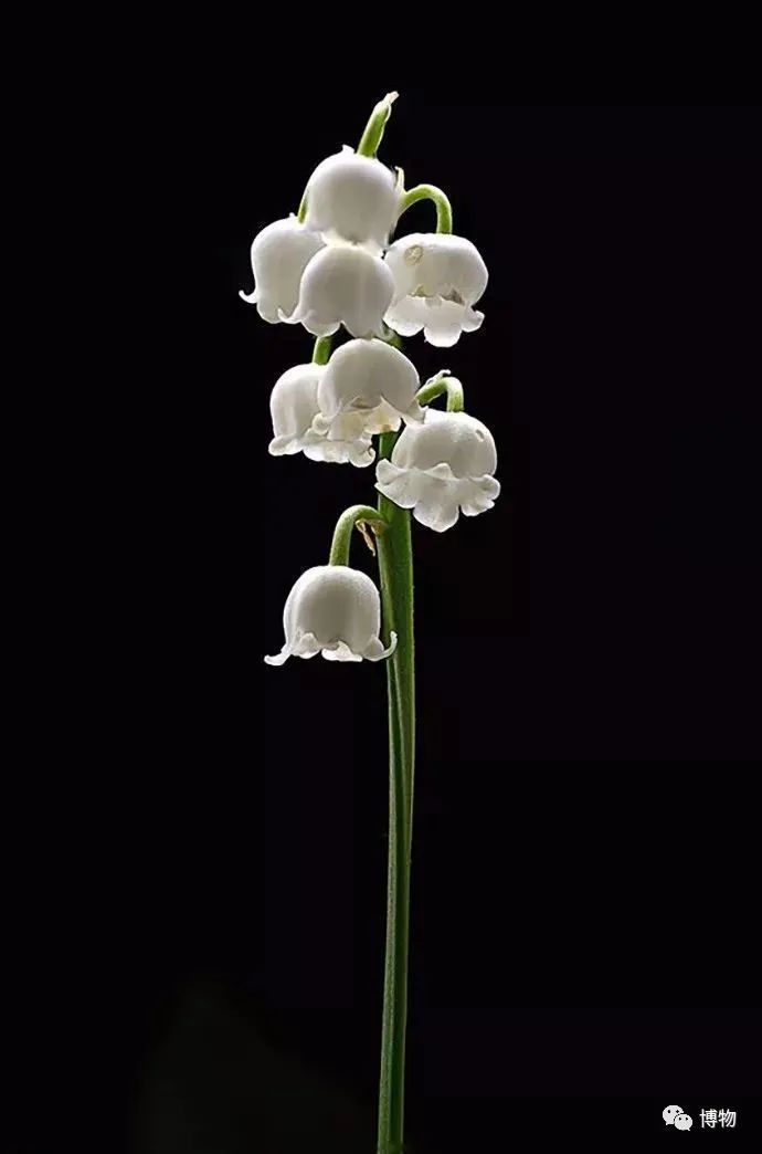 皇室名流捧红的铃兰手捧,你在家就能种