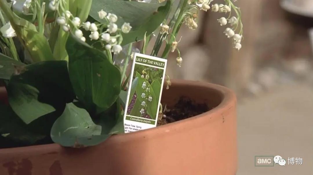 皇室名流捧红的铃兰手捧,你在家就能种