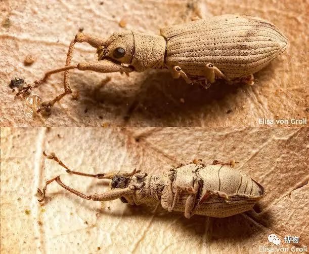 我死了又活了,我死了我的债务怎么办