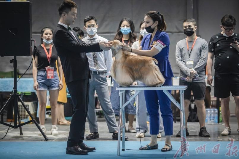 cpf国际宠博会重庆,cpf国际宠博会武汉国博中心门票