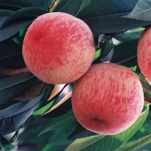 收藏！四川十二月月月hei惊艳