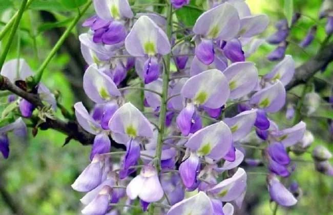 吃日本小丸子减肥吗,日本减肥小丸子