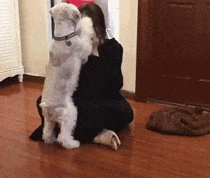 养了十年的狗和出生的婴儿,养了10年的狗和男朋友你选谁