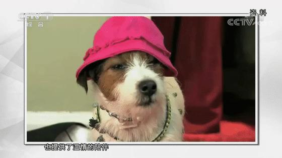 被动物咬伤或抓伤处理方法及顺序,动物抓伤咬伤