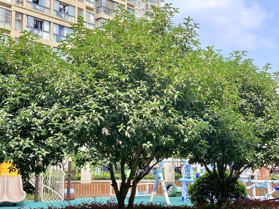 滨江多思创新学校,滨江学校全部排名