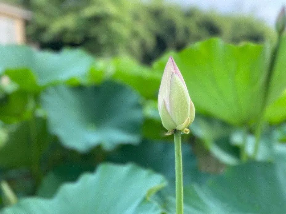 青白江足球场推荐,青白江特色风景