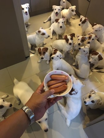 天冷不用盖被！　20只梗犬挤爆床「复制贴上」贴爸胸睡满0空隙