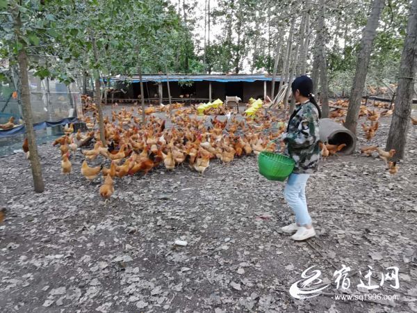 宿迁大型养鸡场 (宿迁市湖滨新区腾飞养鸡场)