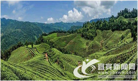 宜宾市叙州区区委书记刘海昌,宜宾叙州区刘海昌