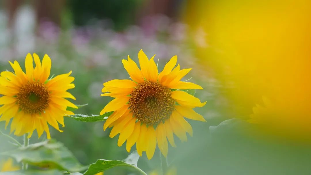 成都双流晚上适合拍照打卡的地方,成都周末打卡推荐双流