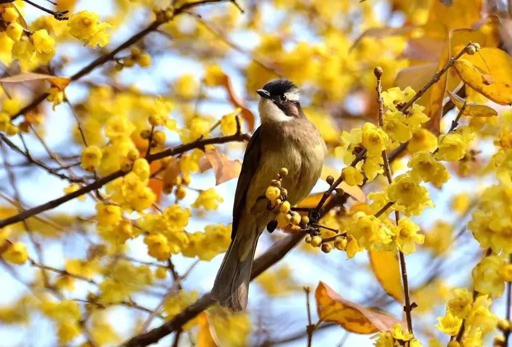 成都1100个公园俯瞰,成都100个公园规划图