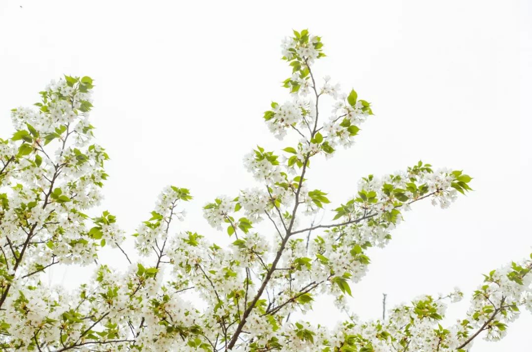 成都1100个公园俯瞰,成都100个公园规划图