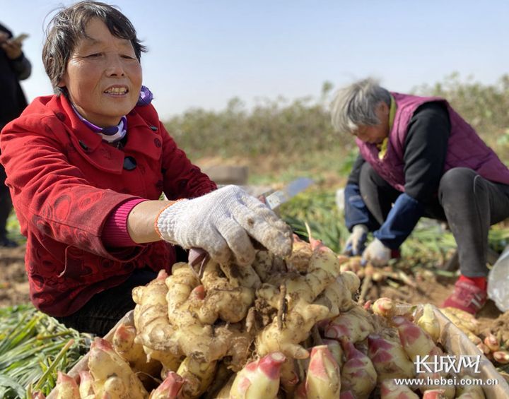 河北省衡水地区如何种植生姜,河北几月种生姜最好