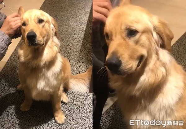 挖耳朵太舒服! 阿金爽到「嘴边肉失守」...努力忍住不笑出来