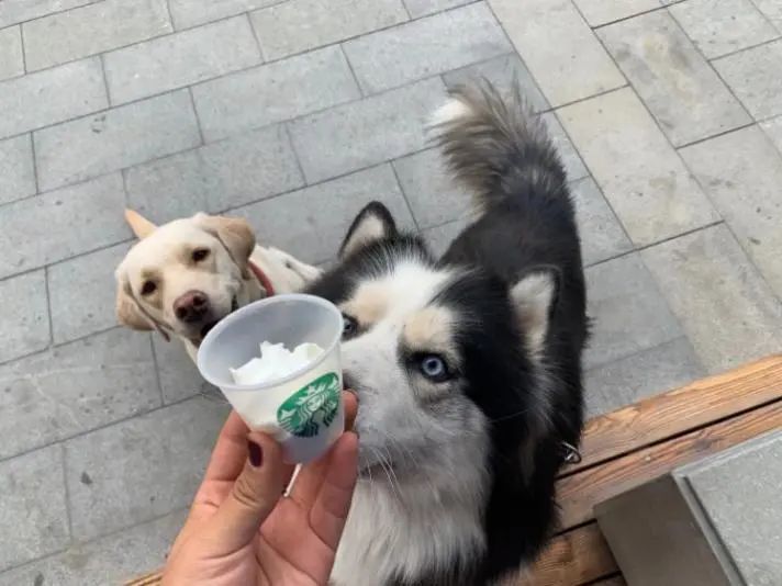 喜茶开放加盟店吗,喜茶开连锁