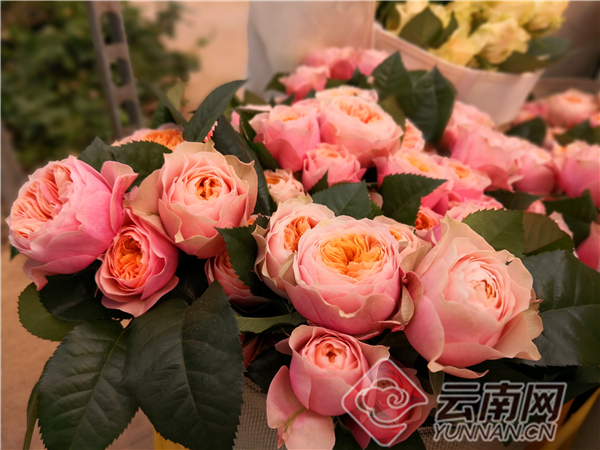 绿色发展看青海,绿色发展看福建