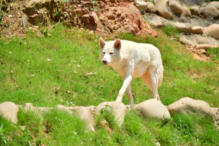9小只,奶萌奶萌的!湖州刚诞生4头小金虎的动物园,又迎来一窝小白狼